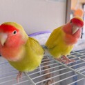 コザクラインコペア