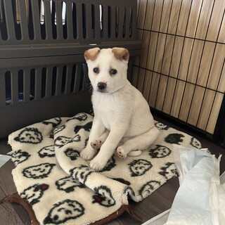 一旦募集停止保健所からの引き出しです