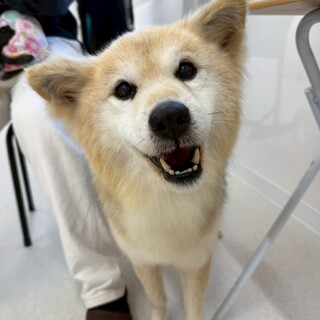 温厚で優しい雑種犬の｢どん｣くん