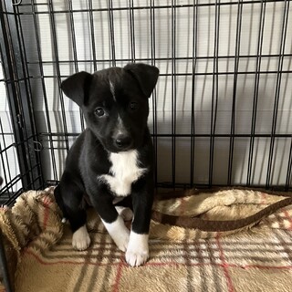 一旦募集停止保健所からの引き出しです