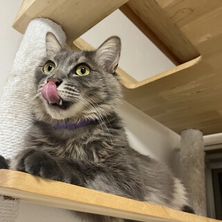 人見知り無し、モフ界のイケメンロックくん⭐︎