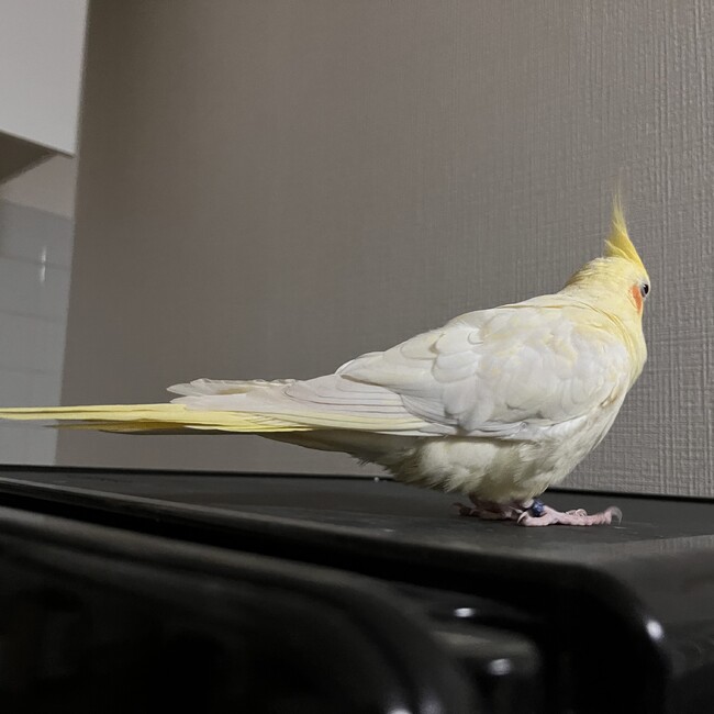 まりあ531のカバー写真