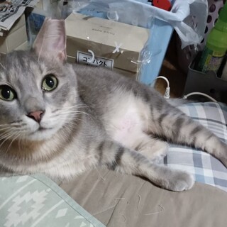 ゼロからスタート！ぼくがんばってるよ、カイヤナイト