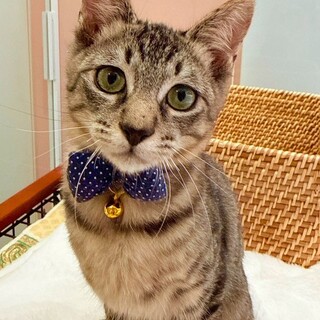 【1/25東銀座】ゴロウくん★４ヵ月♪