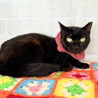 【2/14東銀座】ジジちゃん★５ヵ月♪