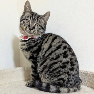 【2/14東銀座】ラブちゃん★５ヵ月♪