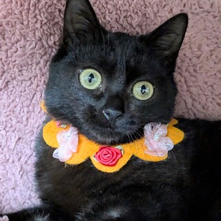 【1/25東銀座】ここちゃん★４ヵ月♪