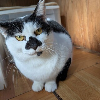 のんびり穏やかな優しい女の子、トルコ