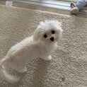 9ヶ月のチワワxマルチーズちゃんです