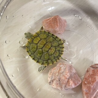 保護したミドリガメの赤ちゃん