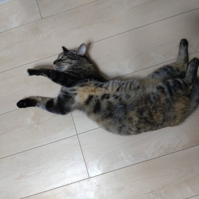 はる6のカバー写真