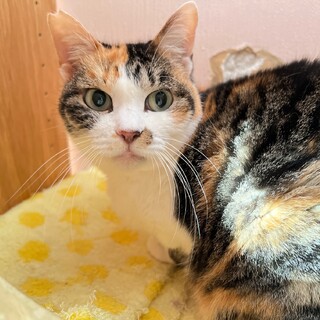 『ミカド』短い尻尾が特徴的なミカドさん