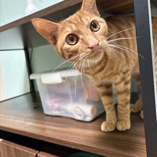 『キッツ』おもちゃ大好き