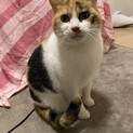 保護猫ミケちゃん