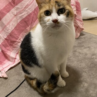 保護猫ミケちゃん