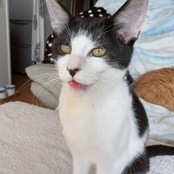 in江南市☆初ねこ2026年1月25日（日）ちーむにゃいんず