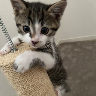 保護猫ミケちゃんの子供