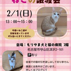 ねこの譲渡会 inもりやま犬と猫の病院