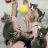 甘えたですぐお膝や肩に乗る可愛い男の子 サムネイル3