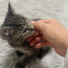 甘えたですぐお膝や肩に乗る可愛い男の子 サムネイル5