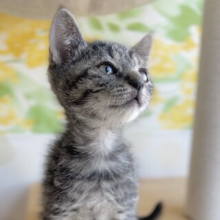 甘えたですぐお膝や肩に乗る可愛い男の子