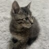 甘えたですぐお膝や肩に乗る可愛い男の子 サムネイル6