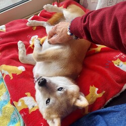 「あれ？倖ちゃん✨✨( ´ー')」サムネイル3