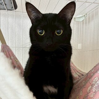 【2/15譲渡会】シエルちゃん(2匹一緒)