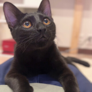 毛並み艶々でずっと触っていたい男の子