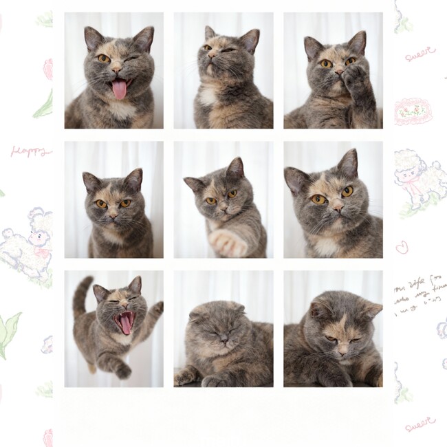 ラッピーさんのカバー写真