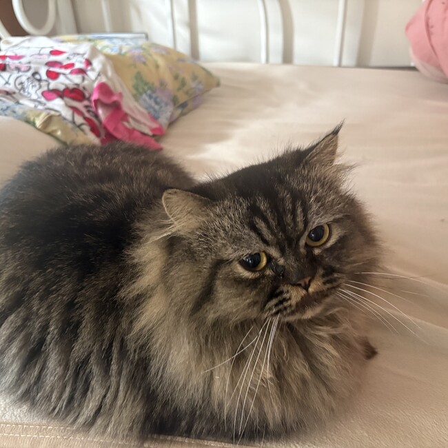 あかりにゃんのカバー写真