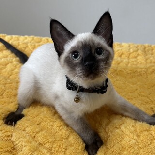 蒼い瞳の男の子・幸蔵（こうぞう）くん