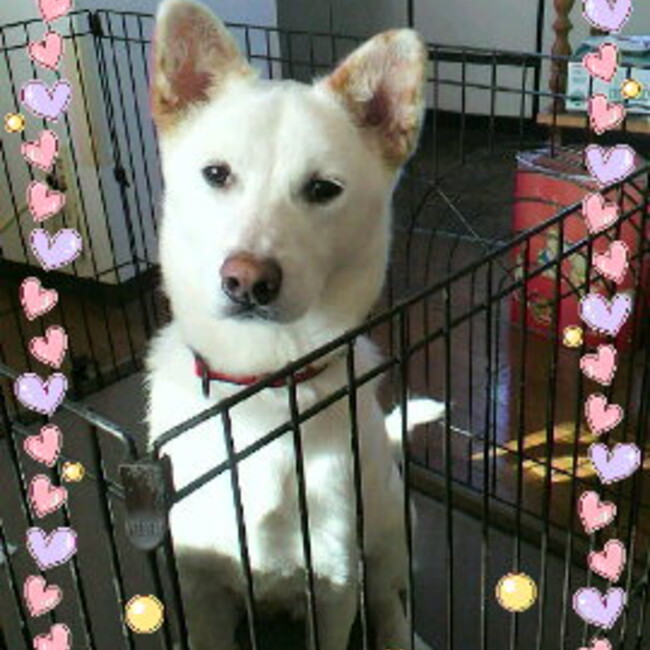 shietのカバー写真