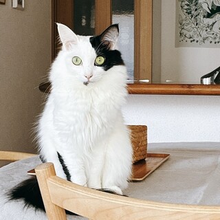 【2/15譲渡会】ボーちゃん(2匹一緒)