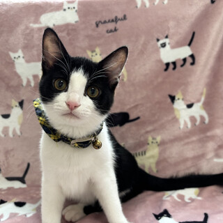 愛くるしい兄妹たち・幸空（こあ）くん