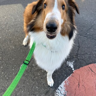 おっとり穏やかなルーイくん