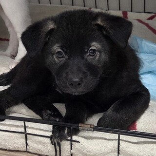 この子を助けてください