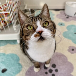 【お見合い歓迎】チューバくん