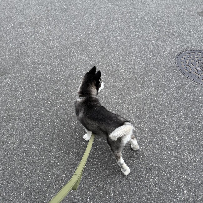 すがぷんのカバー写真