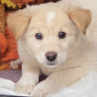 この子を助けてください