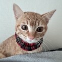 お目目がおっきいみぃです。