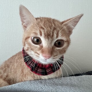 お目目がおっきいみぃです。