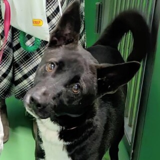 こぐまのような男の子　ケイン