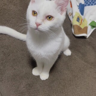 甘えん坊の白猫美少女♥白玉ちゃん