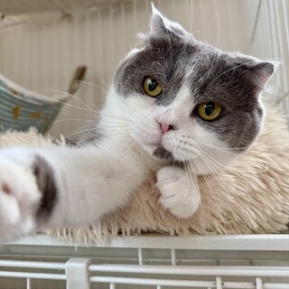 【お見合い歓迎】ピッコロくん