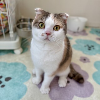 【お見合い歓迎】ハープ(ハンデはスペシャル)