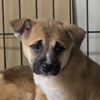 この子を助けてください