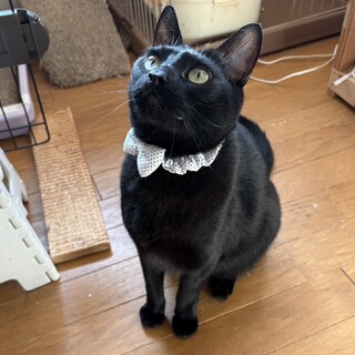 【お見合い歓迎】イッジくん