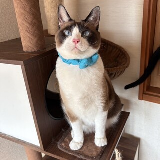 【お見合い歓迎】ビリーくん(2匹一緒)