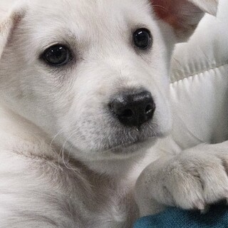 この子を助けてください